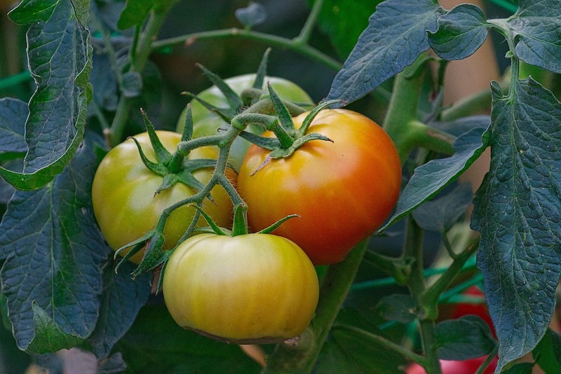 Bio: le prospettive di un settore cresciuto del +194% in 10 anni
